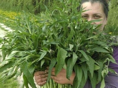 Vukicin azil za biljke