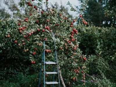 Vukicin azil za biljke