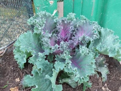 Vukicin azil za biljke