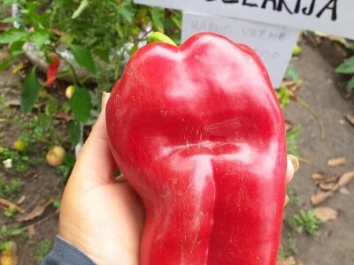 Vukicin azil za biljke