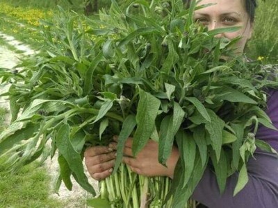 Vukicin azil za biljke