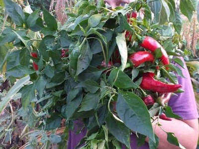 Vukicin azil za biljke