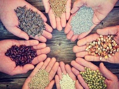 Vukicin azil za biljke