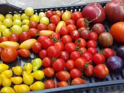 Vukicin azil za biljke