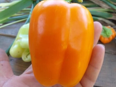 Vukicin azil za biljke