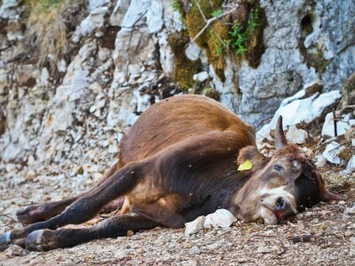 Vukopsi u Zabiokovlju Vukopsi u Zabiokovlju