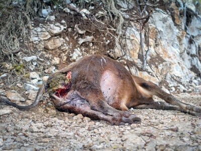 Vukopsi u Zabiokovlju Vukopsi u Zabiokovlju