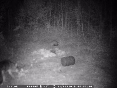 Vukovi i migranti haraju Imotskom krajinom