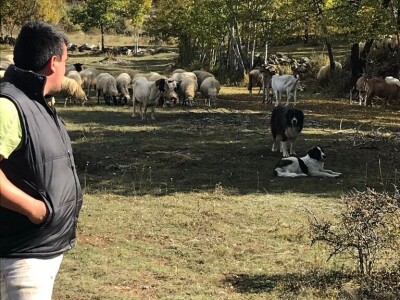 Vukovi i migranti haraju Imotskom krajinom