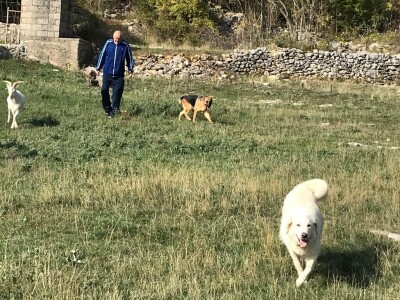 Vukovi i migranti haraju Imotskom krajinom