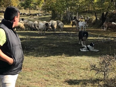 Vukovi i migranti haraju Imotskom krajinom