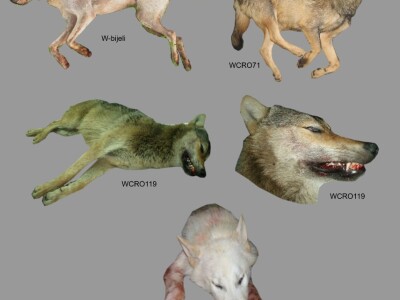 Mr. Jasna Jeremić: Od 17 križanaca vukova i pasa 16 ih je u Dalmaciji