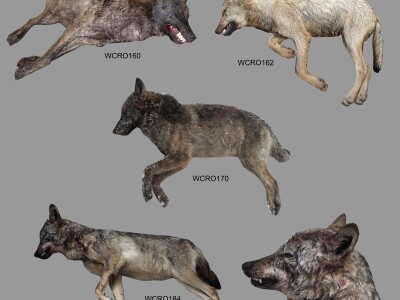 Mr. Jasna Jeremić: Od 17 križanaca vukova i pasa 16 ih je u Dalmaciji