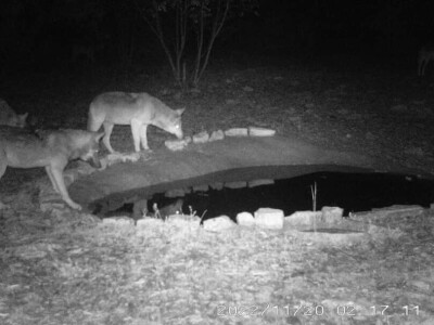 Vuk ili njegova inačica