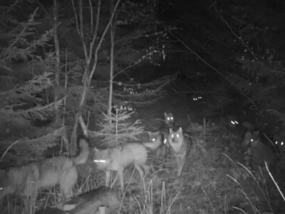 Vukovi u Krušvaru Vukovi u Krušvaru