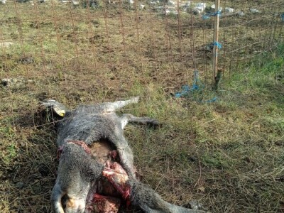 Vukovi u Krušvaru Vukovi u Krušvaru