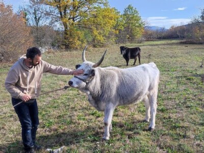 Vukovi u Krušvaru Vukovi u Krušvaru
