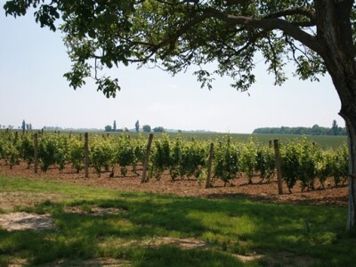 Otvorenje Goldschmidt kuće - Vupik