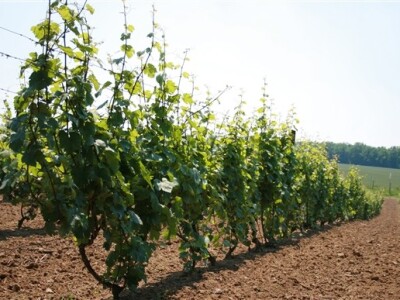 Otvorenje Goldschmidt kuće - Vupik