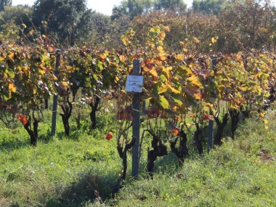 Weingut Heinrich - Biodinamička vina iz Gradišća
