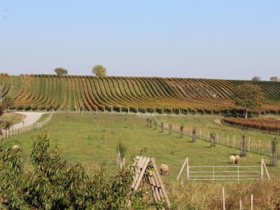 Weingut Heinrich - Biodinamička vina iz Gradišća