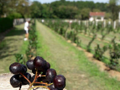 plantaza-jakupovic12