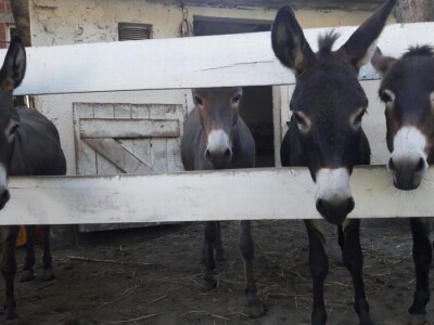 Raznovrsnost na gospodarstvu je ključ uspjeha obitelji Kišiček iz Ferdinandovca