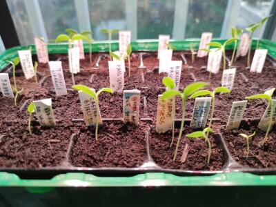 Dvije prijateljice dva načina sjetve i sadnje rajčice