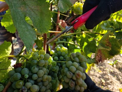 Wine & Bike Tour Erdut