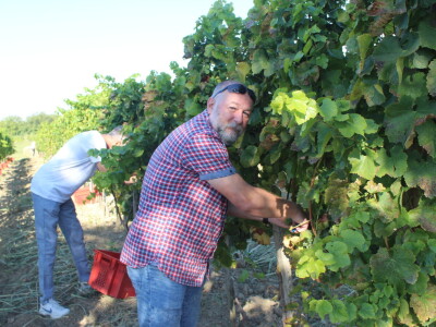 Wine & Bike Tour Erdut