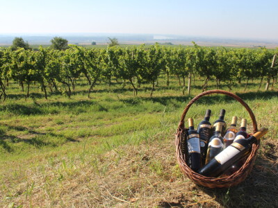 Wine & Bike Tour Erdut