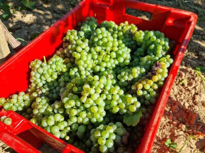 Wine & Bike Tour Erdut