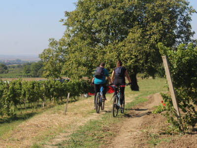 Wine & Bike Tour Erdut