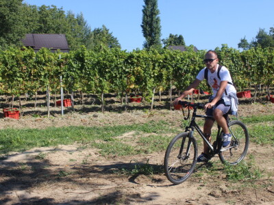 Wine & Bike Tour Erdut