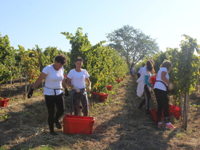Wine & Bike Tour Erdut