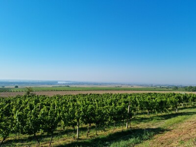 Wine & Bike Tour Erdut