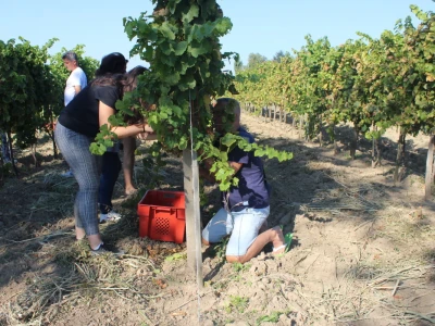 Wine & Bike Tour Erdut