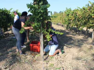 Wine & Bike Tour Erdut