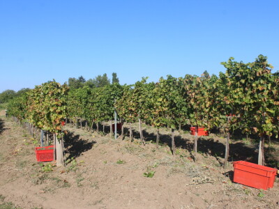 Wine & Bike Tour Erdut