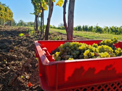 Wine & Bike Tour Erdut