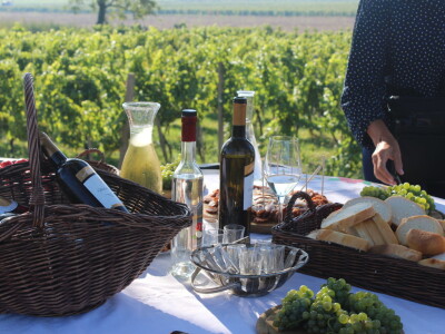 Wine & Bike Tour Erdut