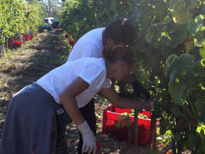 Wine & Bike Tour Erdut