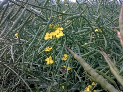 Pioneer hibridi uljane repice