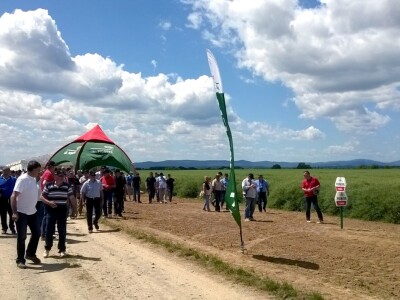 Pioneer hibridi uljane repice