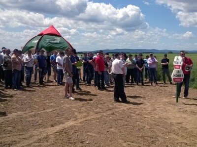 Pioneer hibridi uljane repice