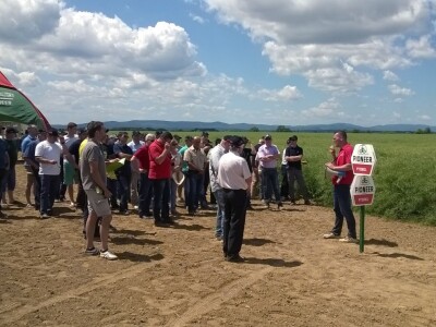 Pioneer hibridi uljane repice