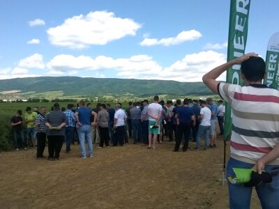 Pioneer hibridi uljane repice