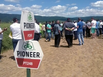 Pioneer hibridi uljane repice