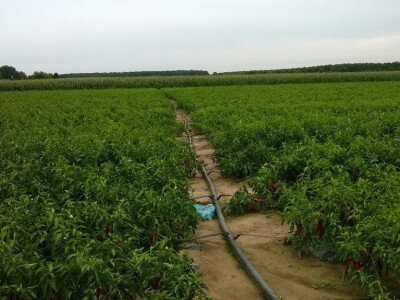 Dan paprike na Šaframovim poljima