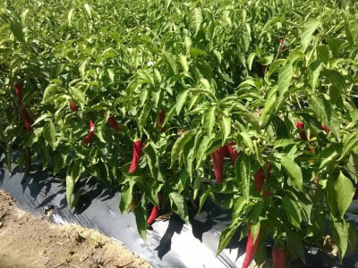 Dan paprike na Šaframovim poljima